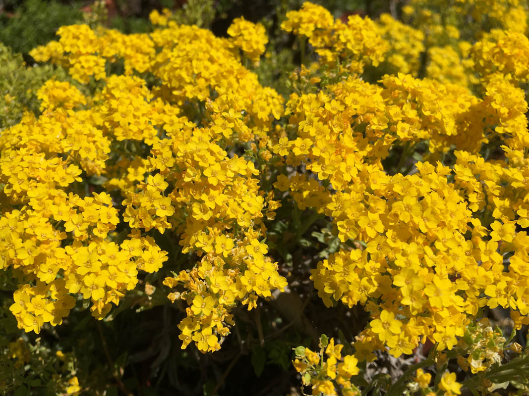 Aurinia saxatilis